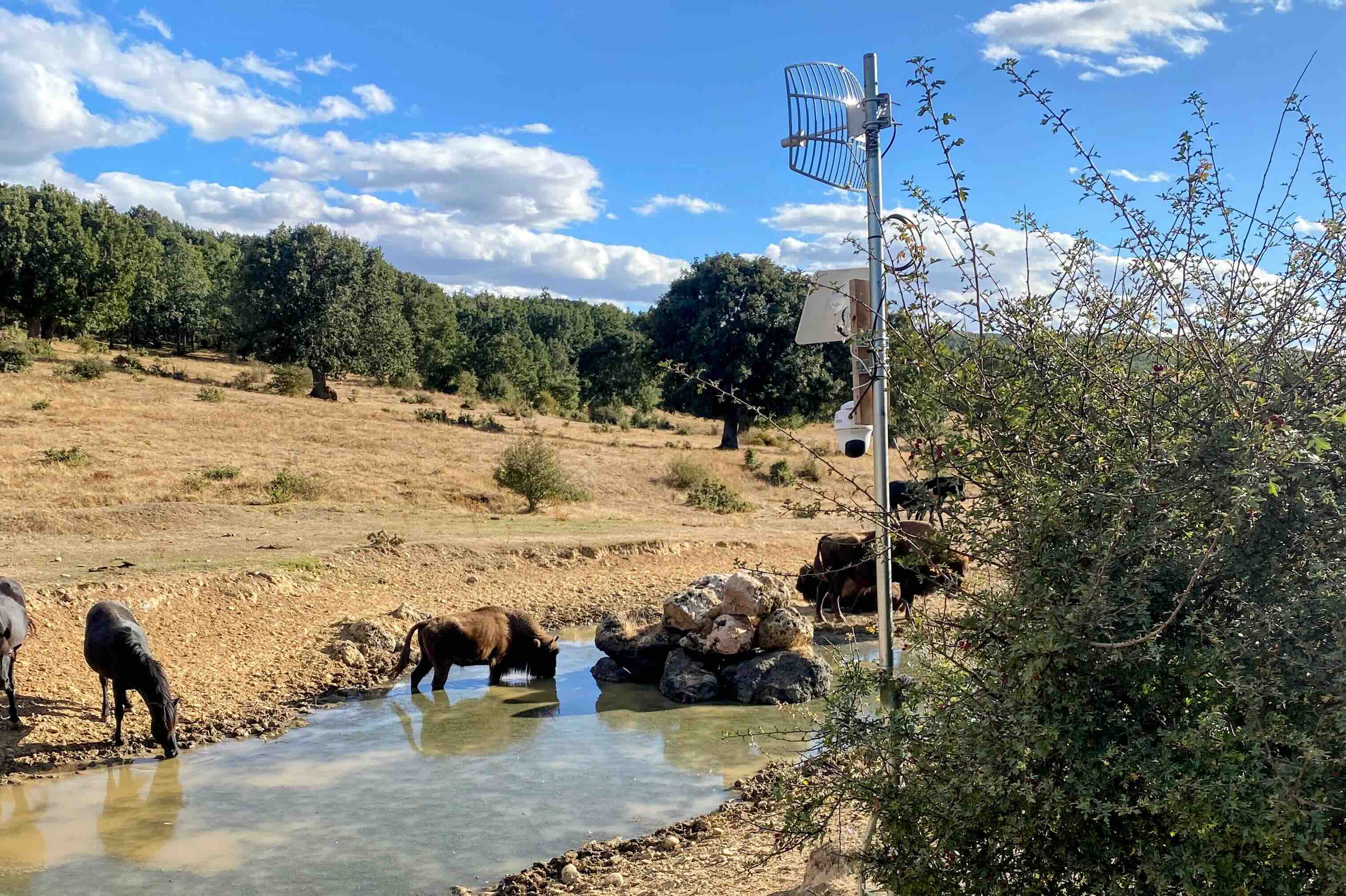 Sensorización avanzada de bosques